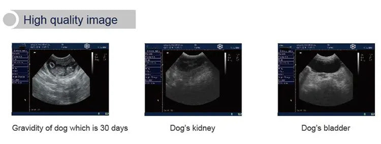 B Mode Portable Laptop Veterinary Ultrasound Scanner For Cats Dogs I KX-5600V